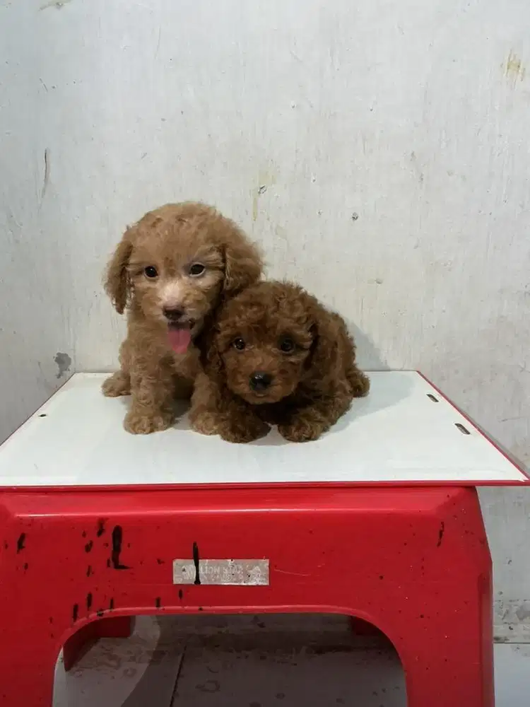 Dijual anjing poodle ras pendek