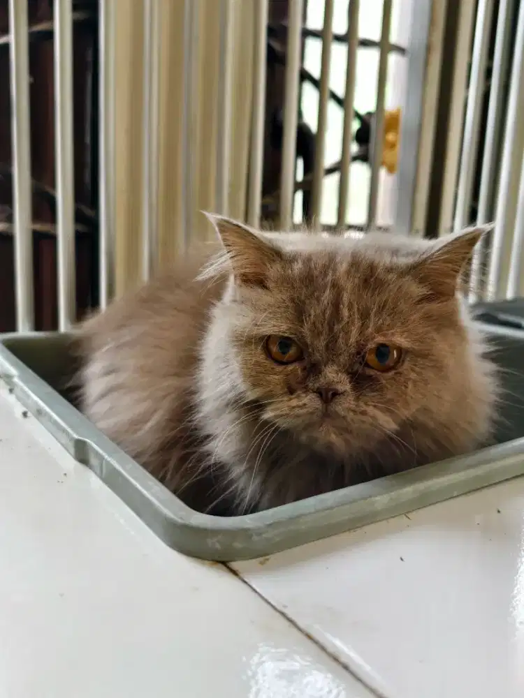 BLH BSH lilac betina cantik