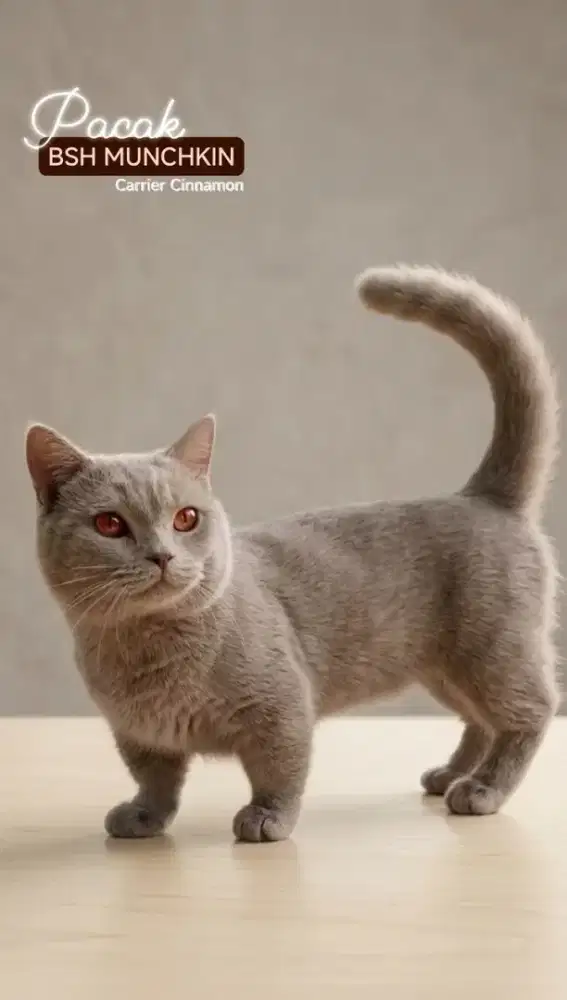 BSH Munchkin Lilac line import - Pacak