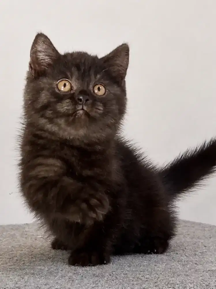 British Shorthair black smoke