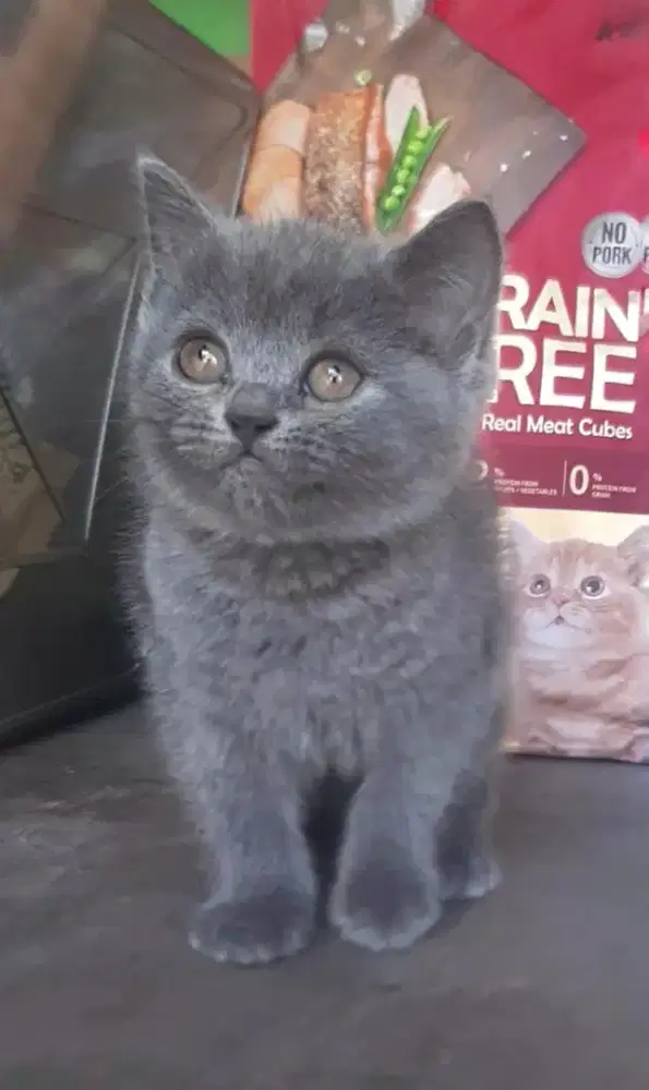 BSH BRITISH SHORTHAIR SF SOTTISH FOLD MUNCHKIN RAGDOLL PEAKNOSE EXO MC