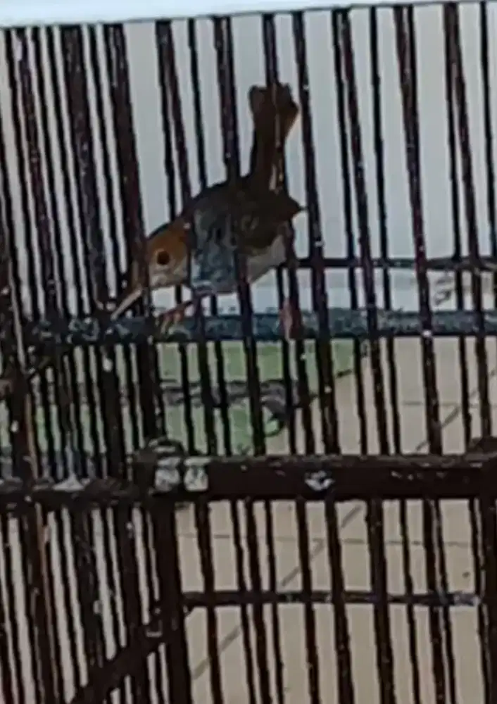 Burung prenjak klawu