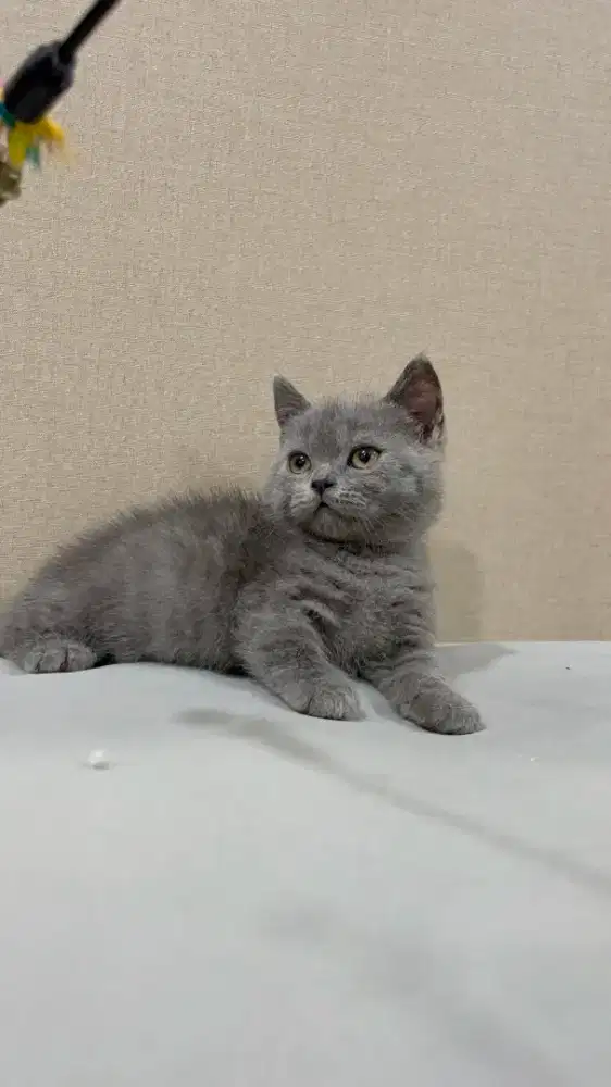 BSH British Shorthair Munchkin Blue Jantan Cebol
