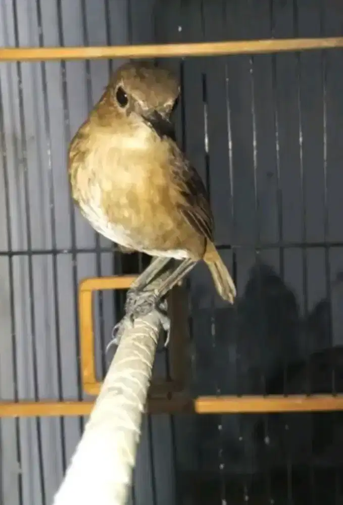 Burung jongkangan coklat jantan