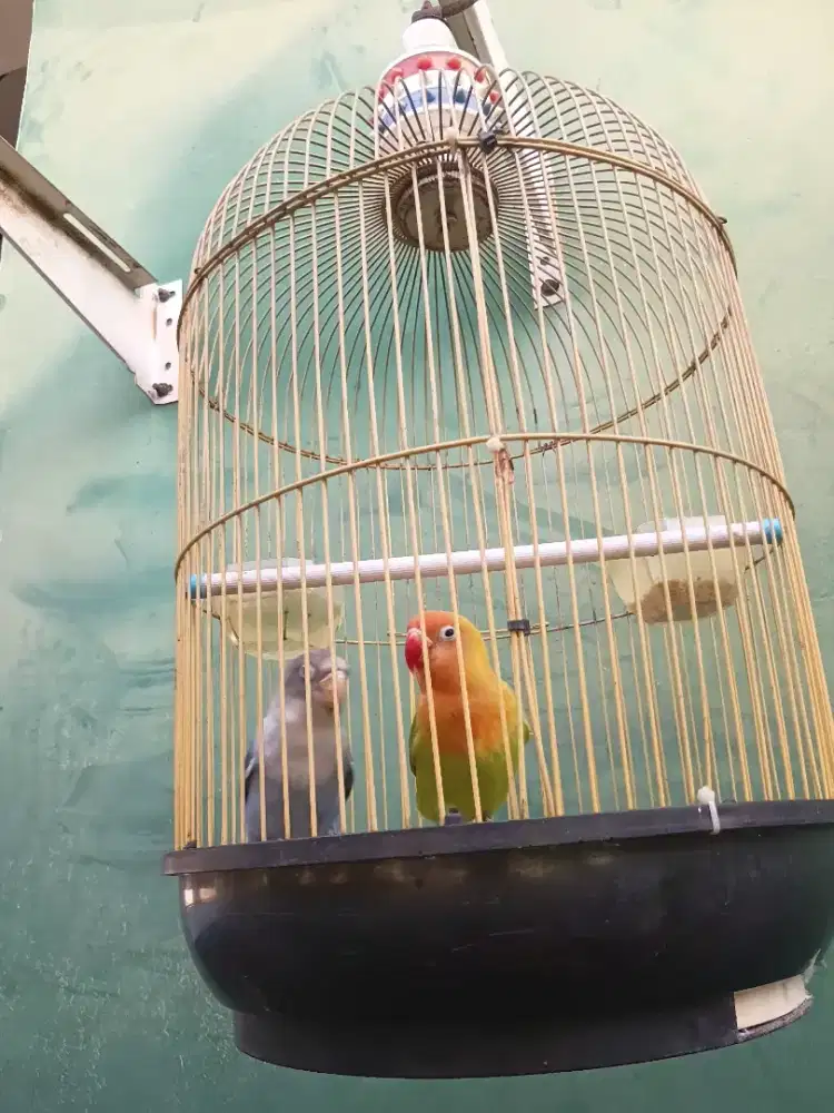 Lovebird fullset