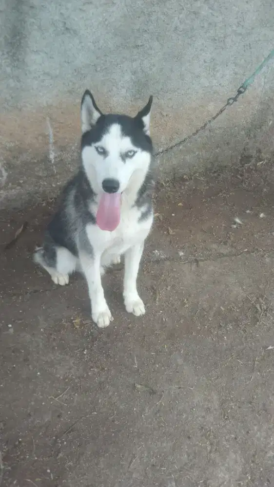 Husky /siberyan Husky usia 9 jalan 10 bulan