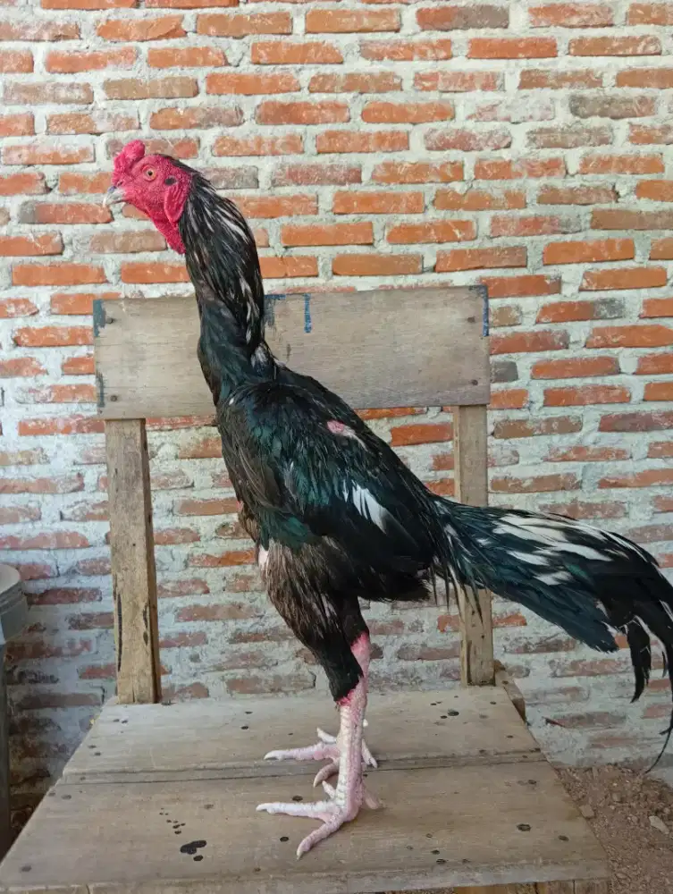 Ayam bangkok jantan