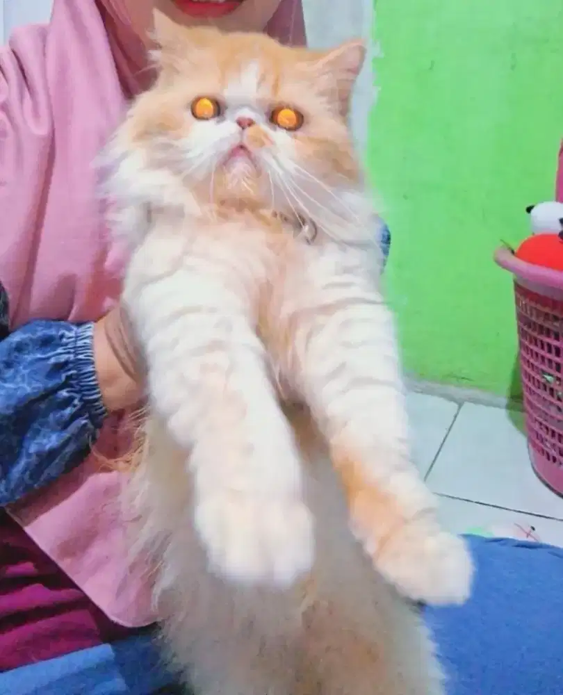 Peaknose betina baru dipacak