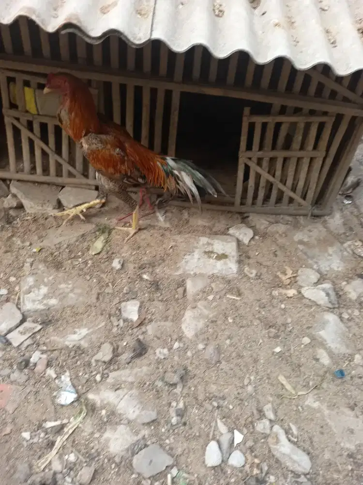 Ayam bangkok jantan  2 ekor super