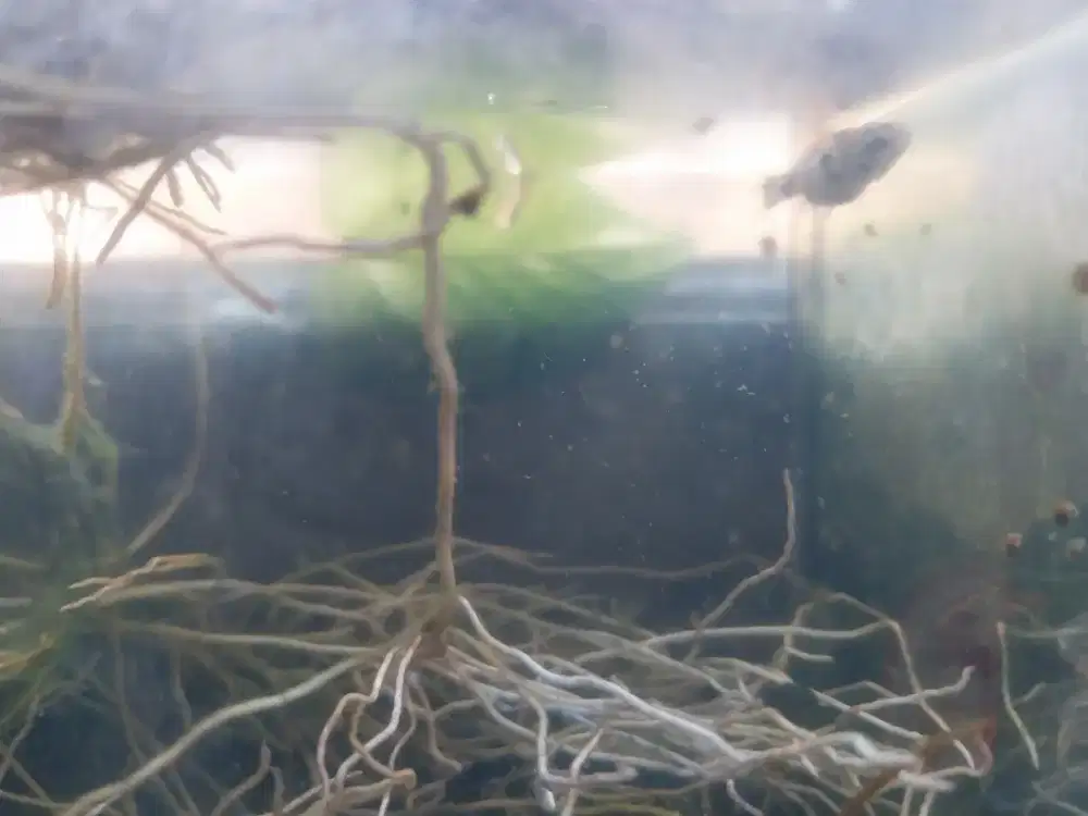 Akuarium (berisi tanaman potos & ikan)