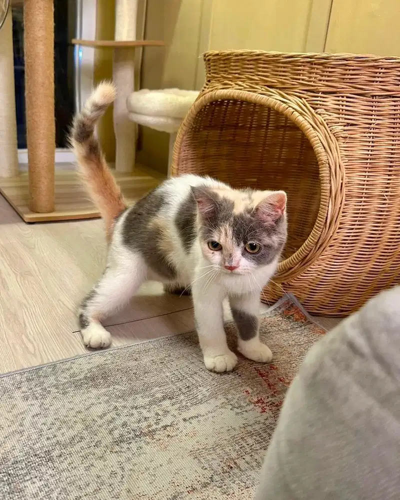 Kucing british shorthair BSH calico dilute