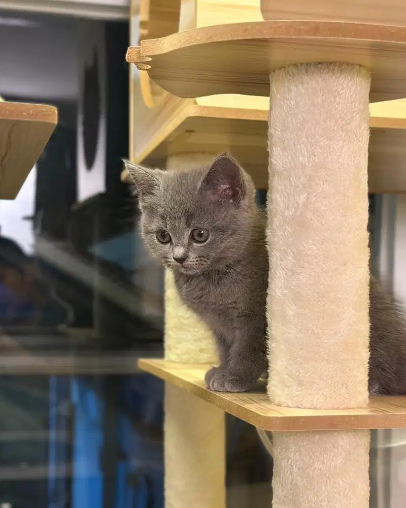 Kucing british shorthair BSH blue solid gembul