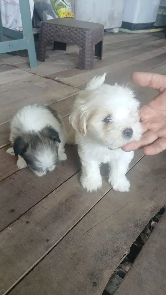 Anak anjing Peking