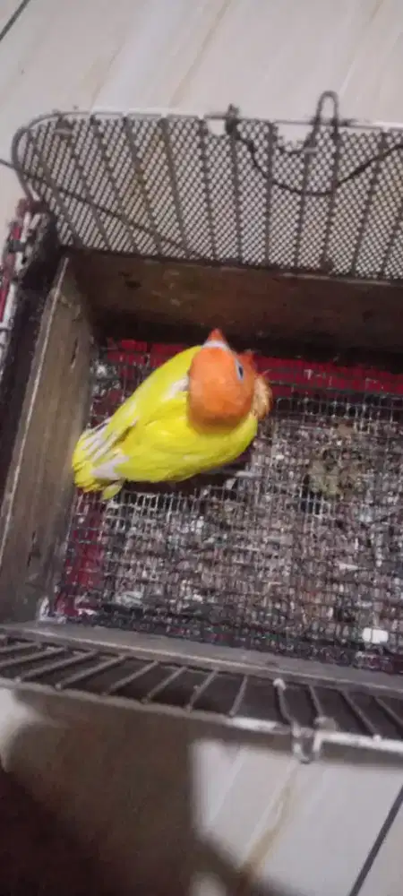 Lovebird biola ino mata hitam ex indukan mata merah