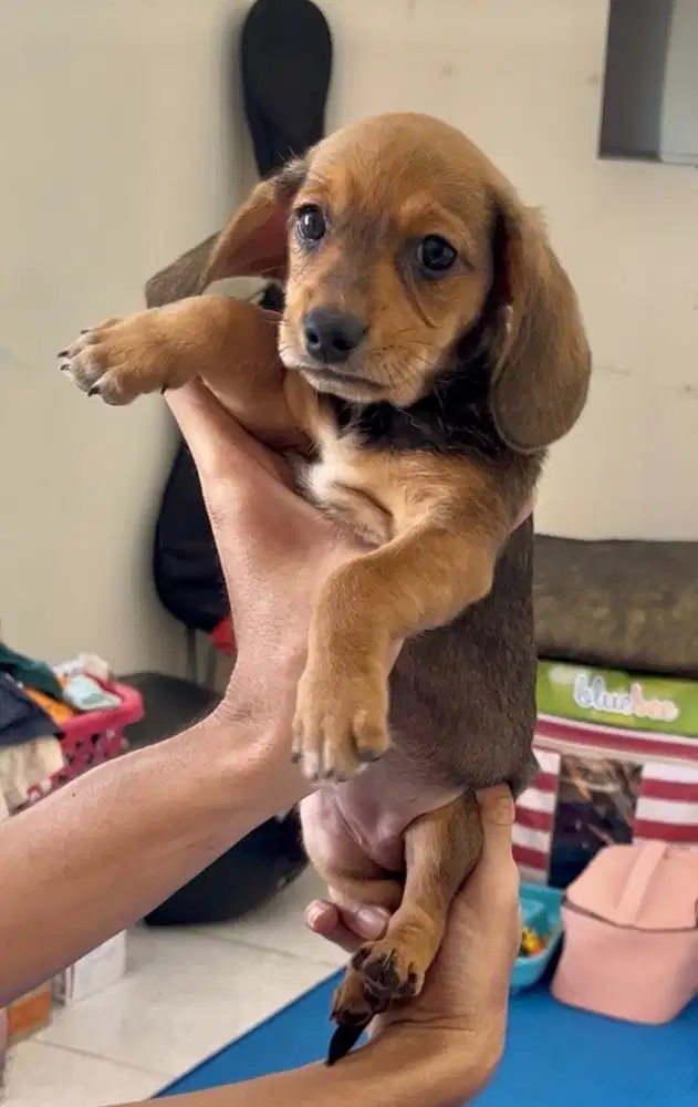 Puppies/ Anakan Daschun + Cihuahua