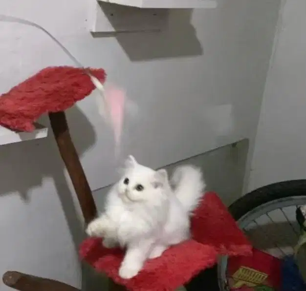 Kucing white solid mix maincoon