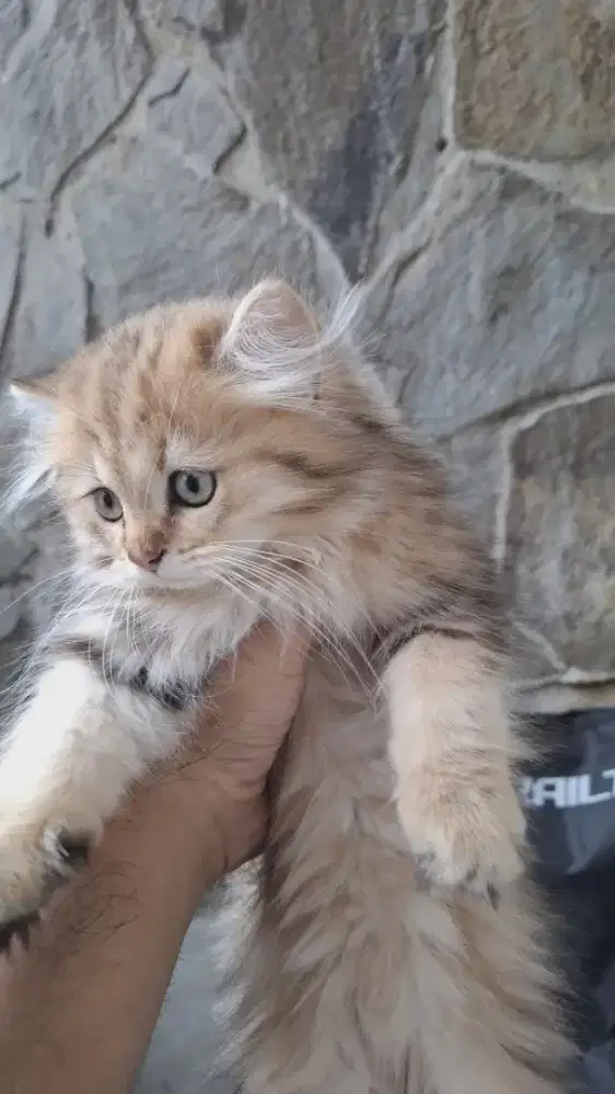 Kucing BLH BSH Golden marble pure