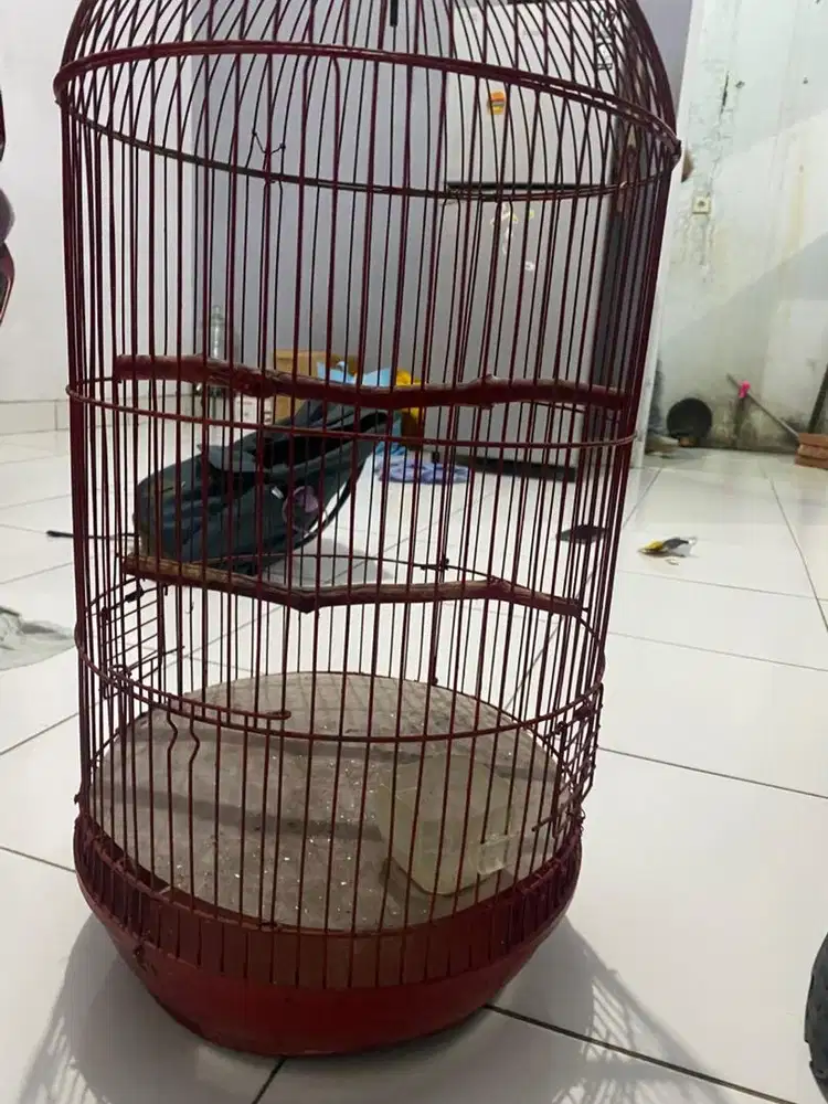 kandang burung bekas