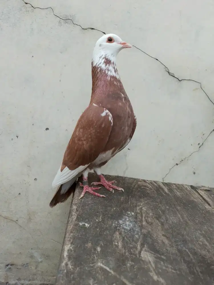 Burung dara merpati tinggian sepasang