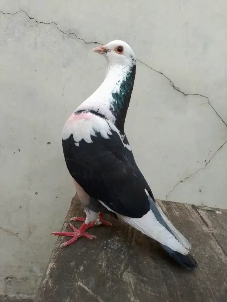 Burung dara merpati blantong