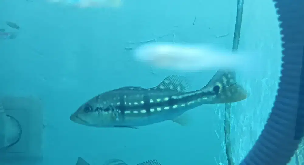 Ikan temensis 10-12cm