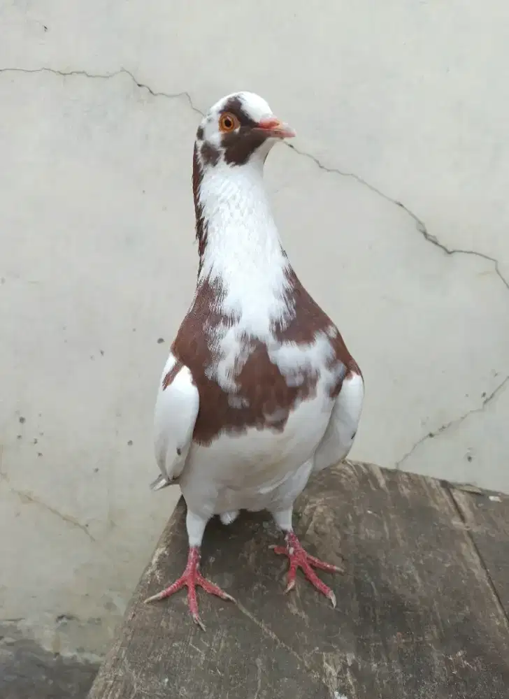 Burung dara merpati tinggian blantong sepasang