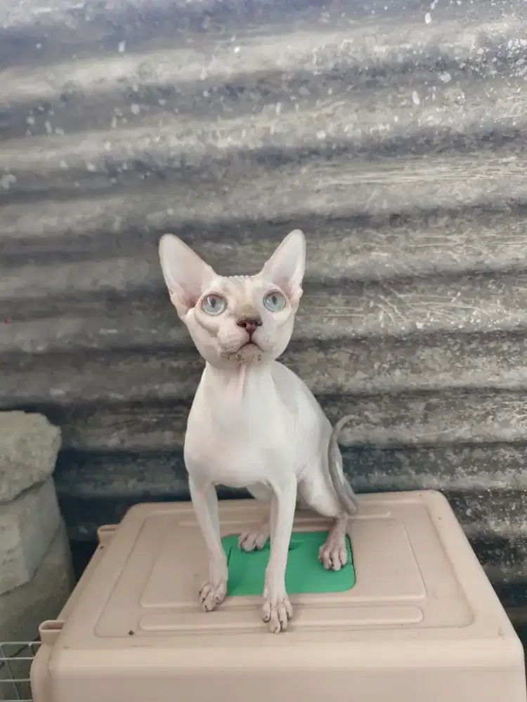Sphynx jantan 7bln mata biru