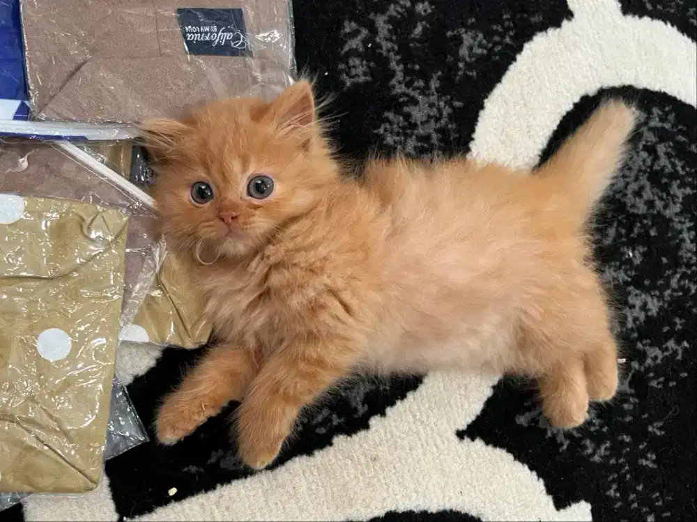 Kucing persia Medium