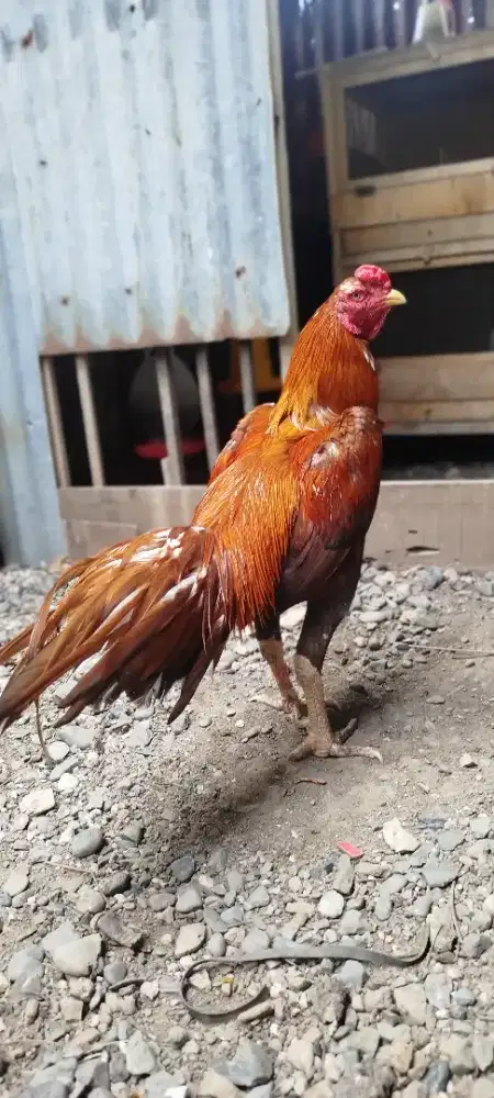 Ayam siyam jantan