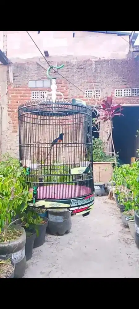 murai batu gacor plus kandang Bonus kenari anakan