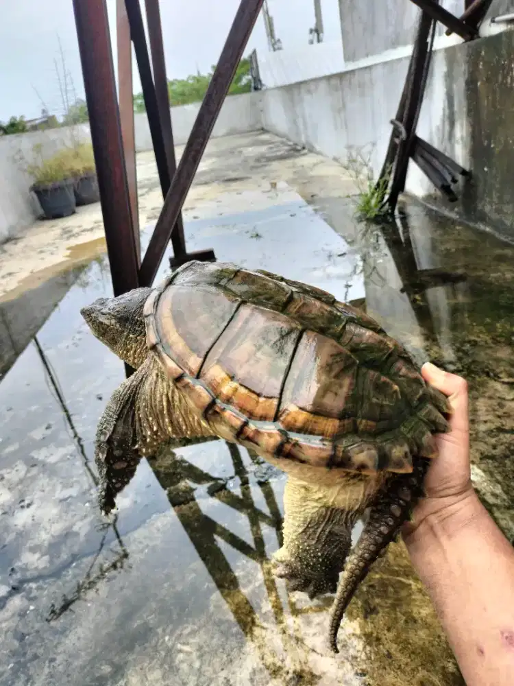 Di jual 2 ekor kura kura cst