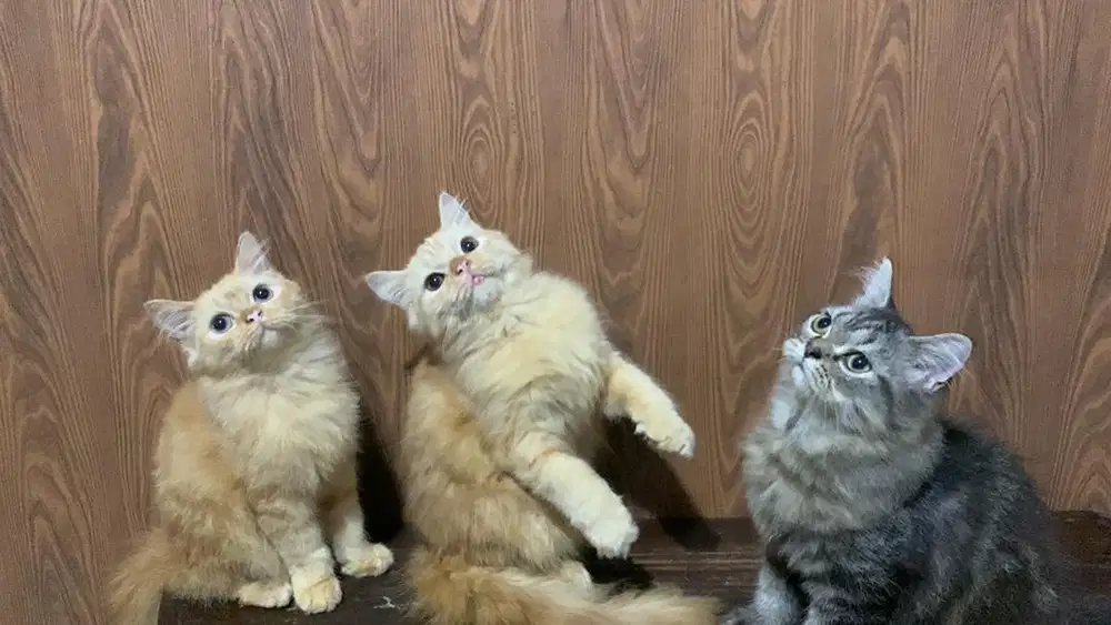kucing persia jantan kitten