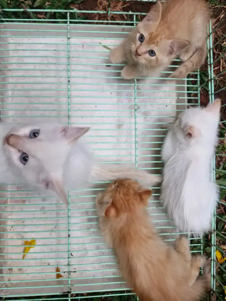 Kucing Persia Putih & Oren