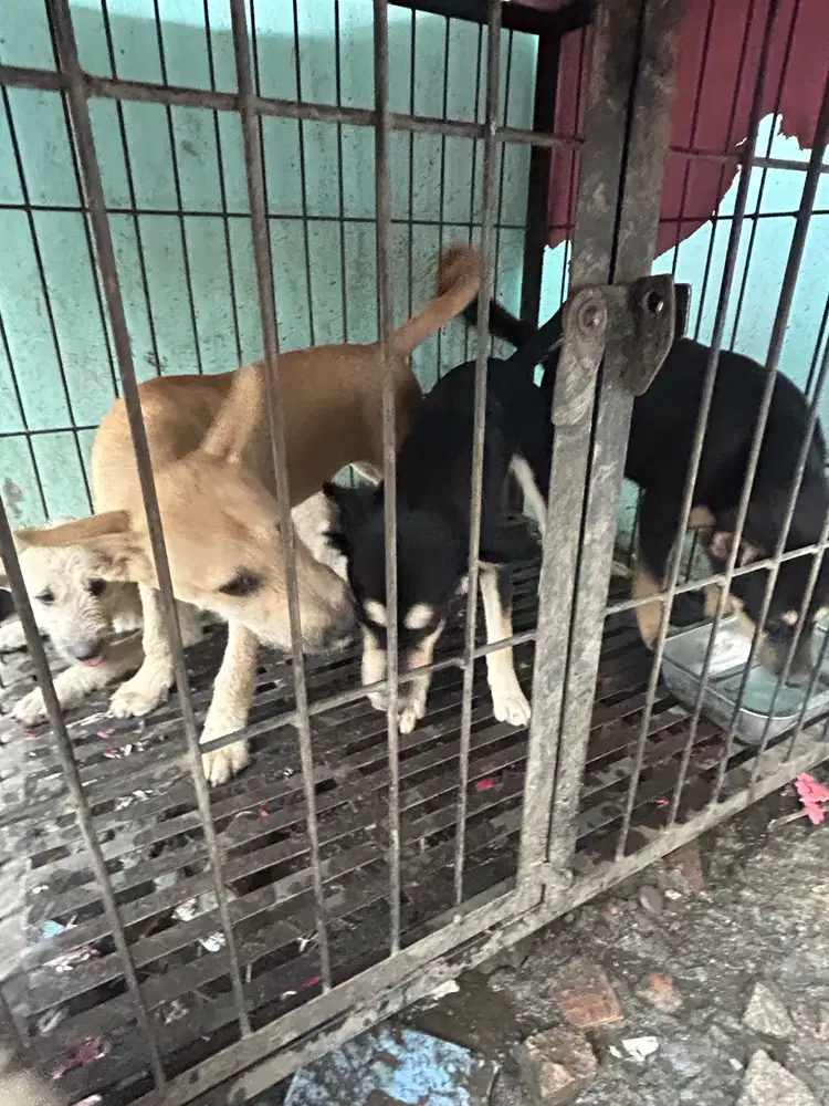 Anabul kampung sehat