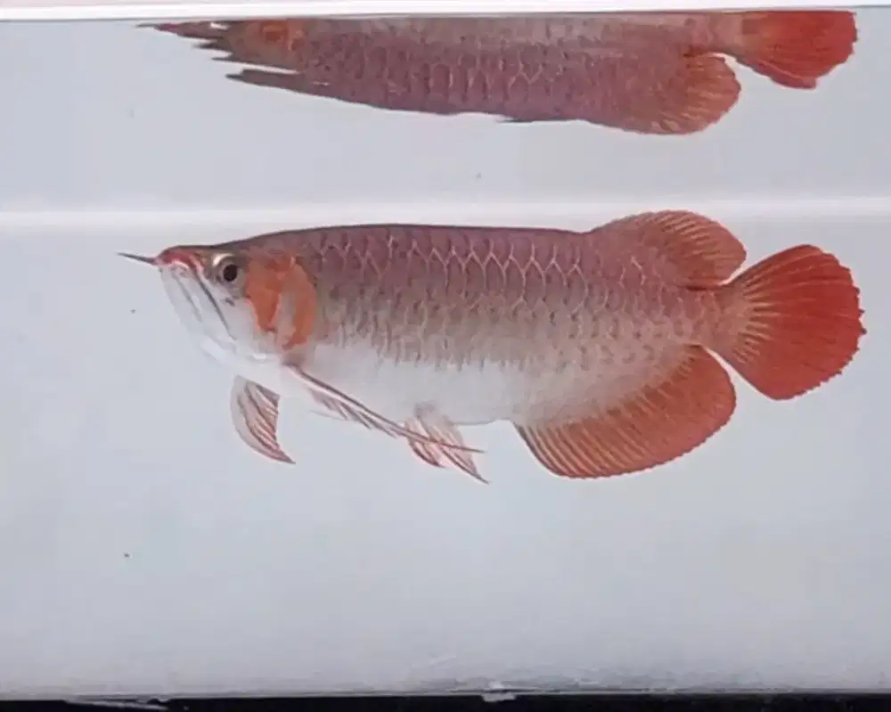 Arwana super red
