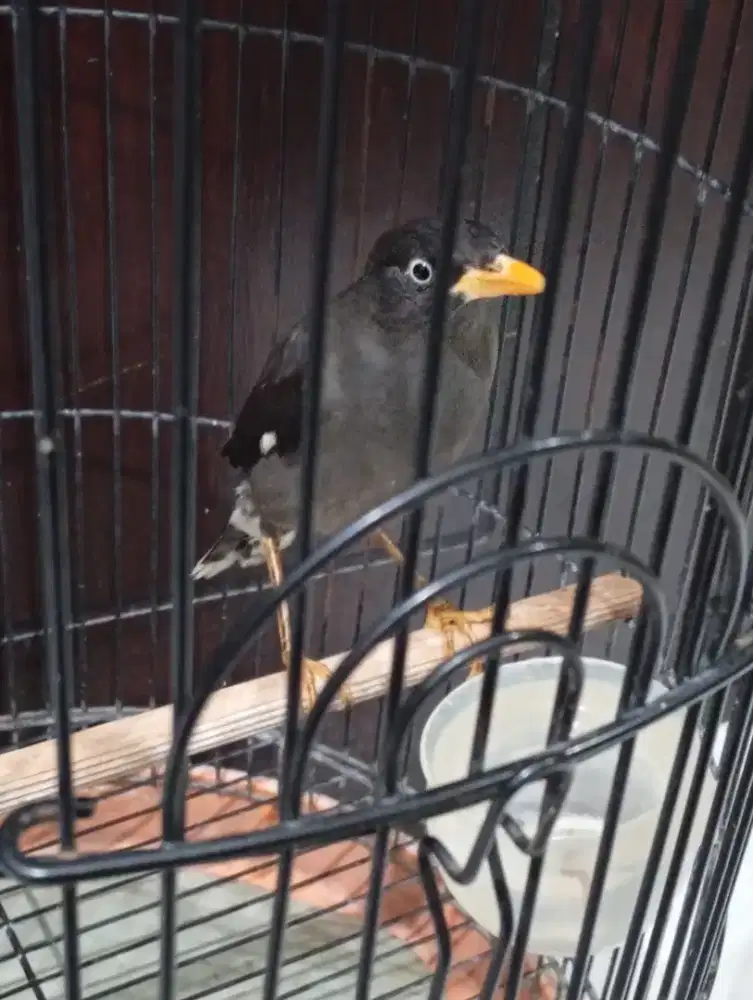 Burung jalak kebo jantan muda semi jinak