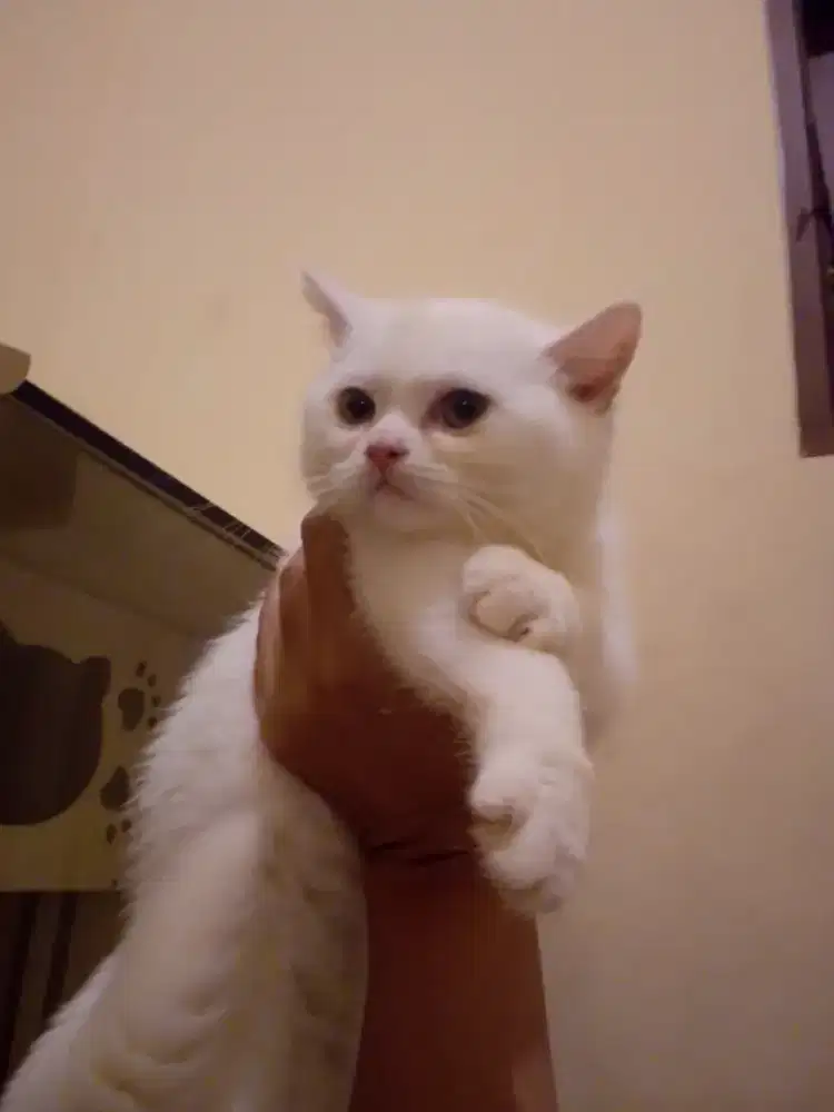 British Shorthair White Solid Carrier Cinnamon