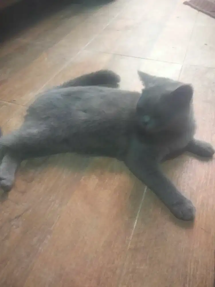 Dijual BSH jantan. Harga 3.5 juta. Jenis BSH Blue