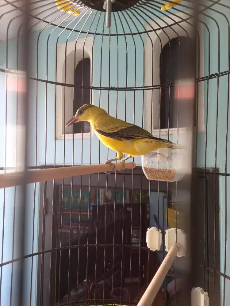 Burung kepodang jawa