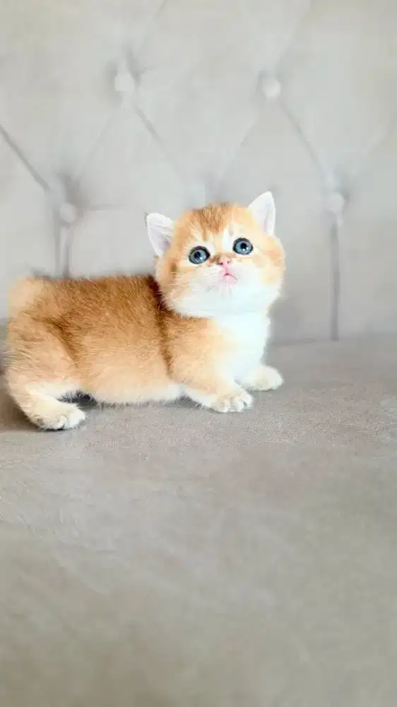 munchkin bsh golden anak import