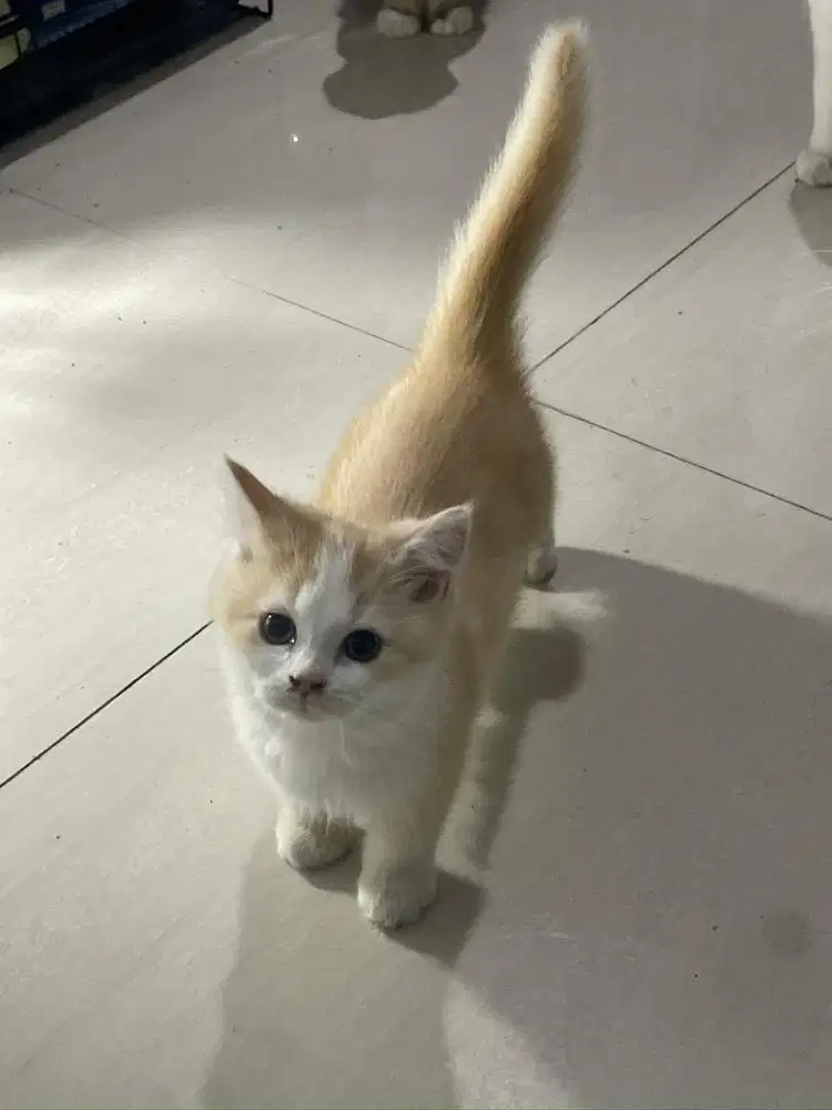 Kucing Kinkalow - BSH Mahar bervariasi