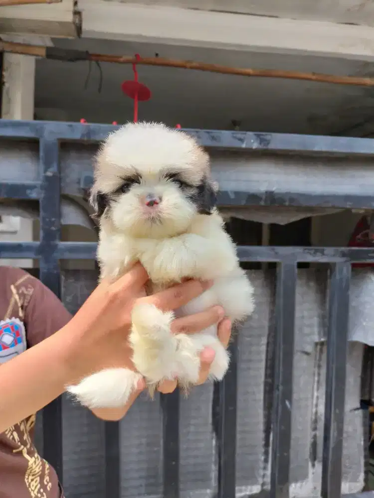 Ready anakan minishihtzu