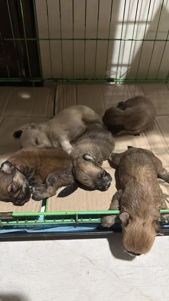 Toy Poddle x mix breed pom