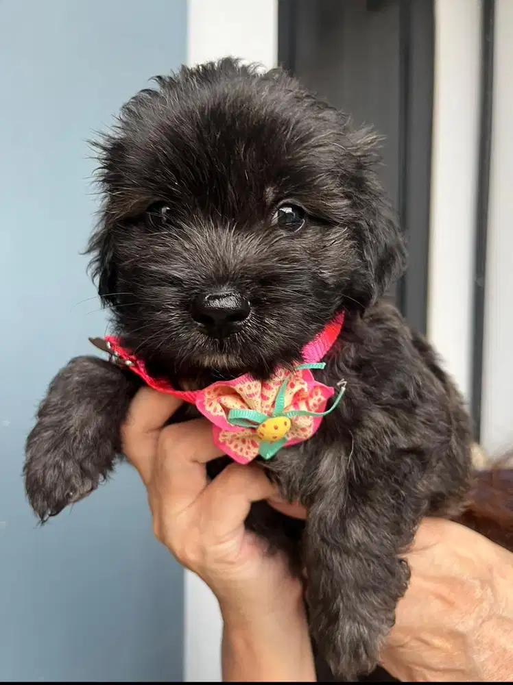 JUAL CEPAT ANAK ANJING