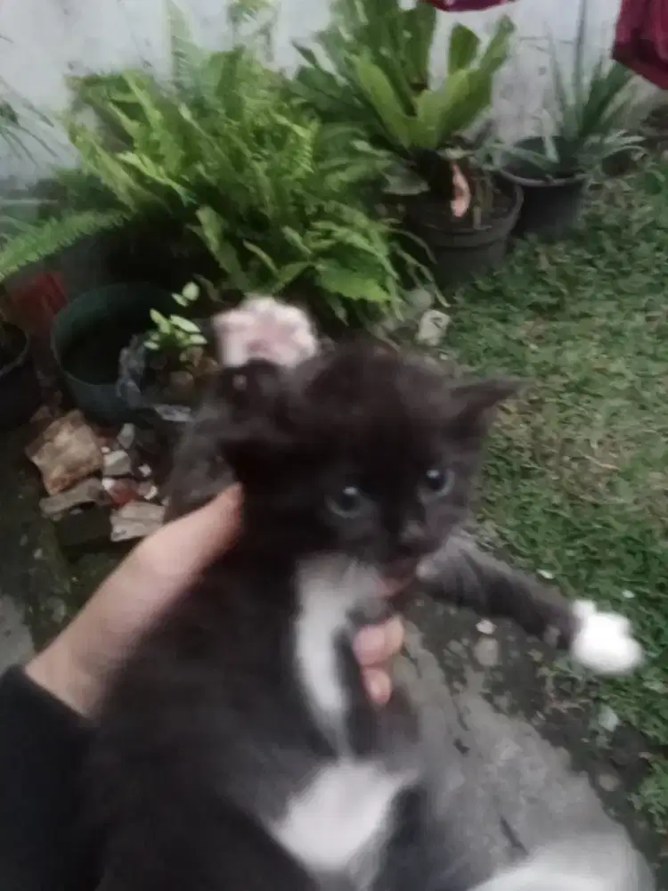 LA persia medium umur 2,5 bulan bulu kapas lucu gembul