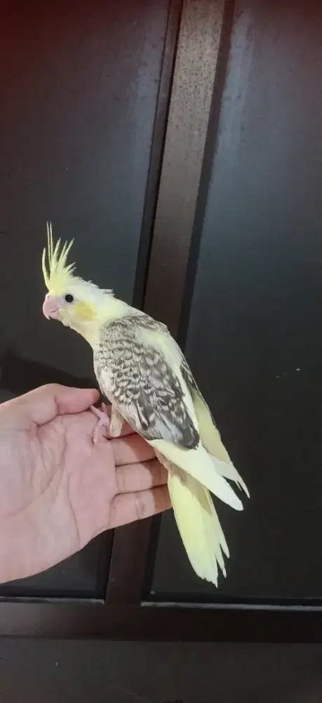 Burung Parkit Australia - falk yellow check