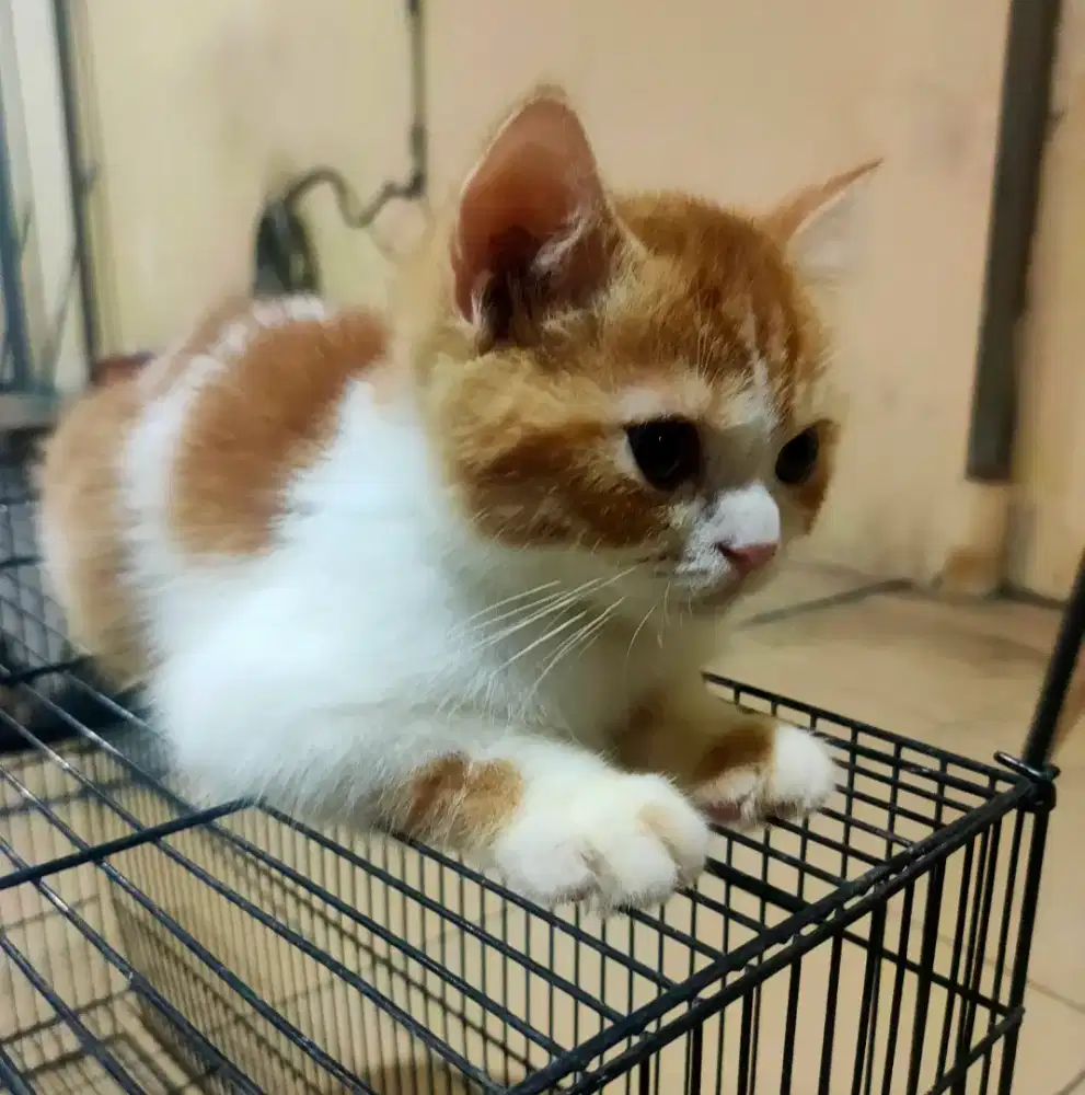 Kitten BSH Jantan 3 bulan bigbone