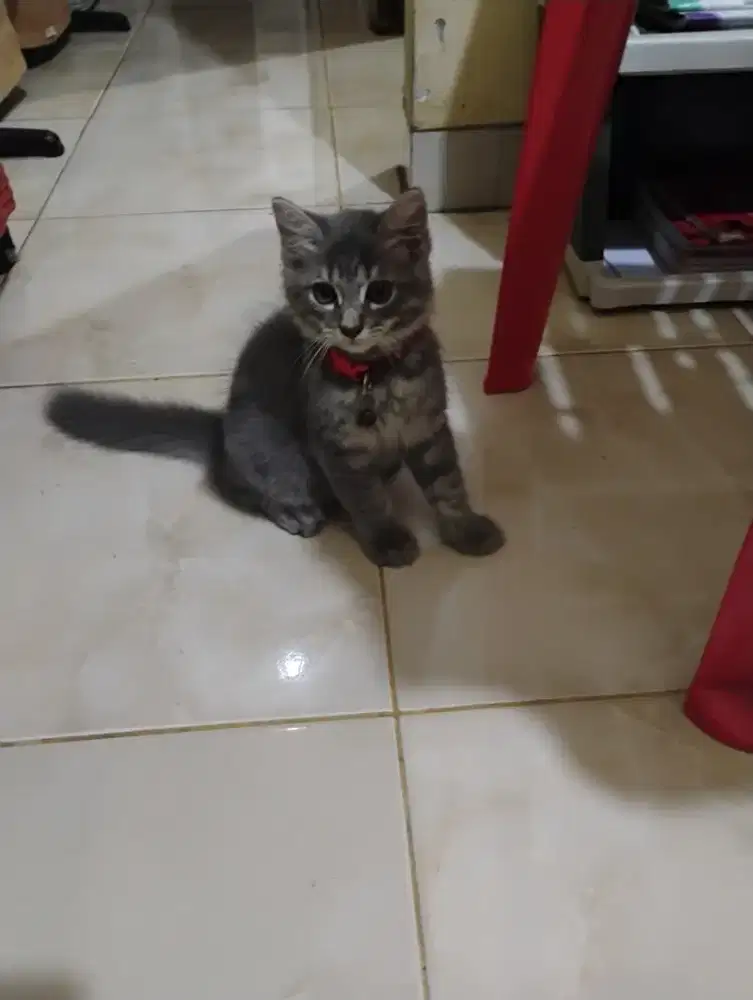 Dijual kucing Angora silang persia