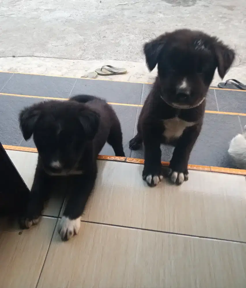 Dijual anak anjing kampung/jawa