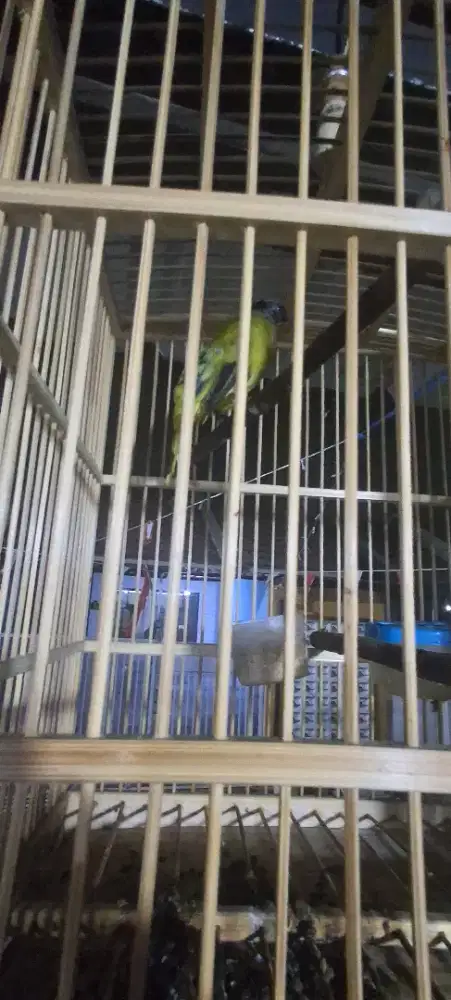 Burung kutilang sutra